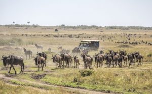 maasai-mara-safari 2