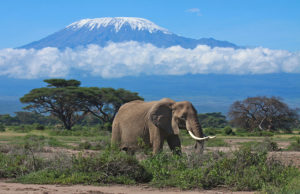 Amboseli_National_Park_033