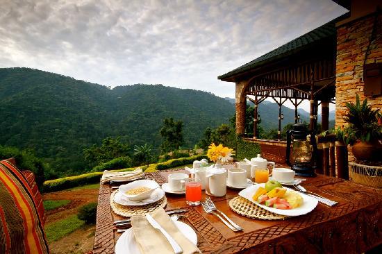 Bwindi forest