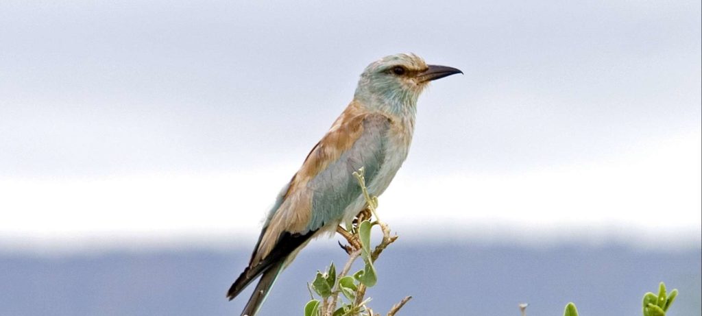 birding-kenya