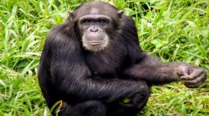 chimpanzee