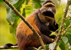 golden-monkeys