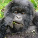 All You Need To Know About Gorilla Tracking in Uganda