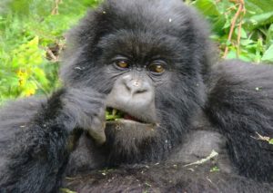 gorilla-safari-uganda