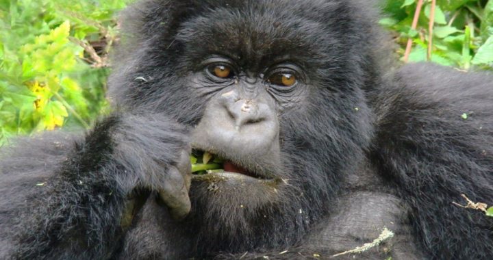 gorilla-safari-uganda