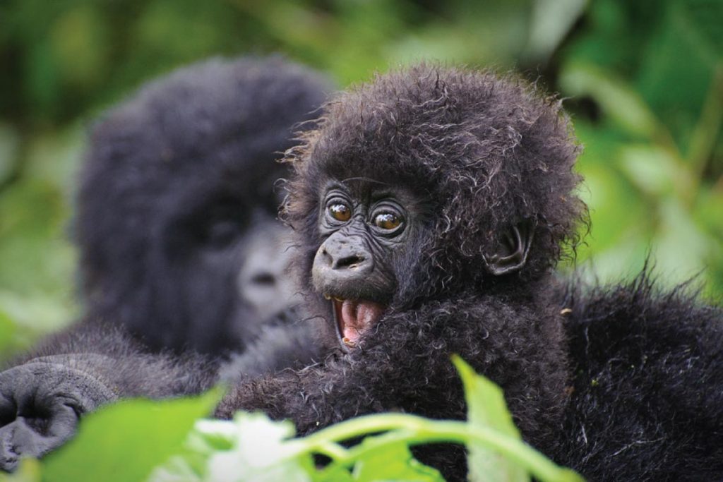 gorillas-bwindi