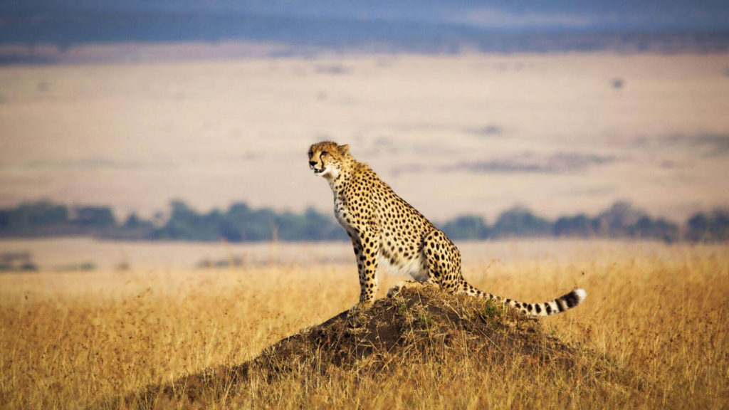 Explore Maasai mara, Amboseli and marine parks on the coast