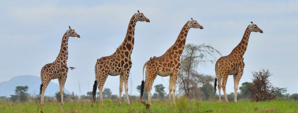 Enjoy a flying safari to Kidepo valley, Uganda's remotest park