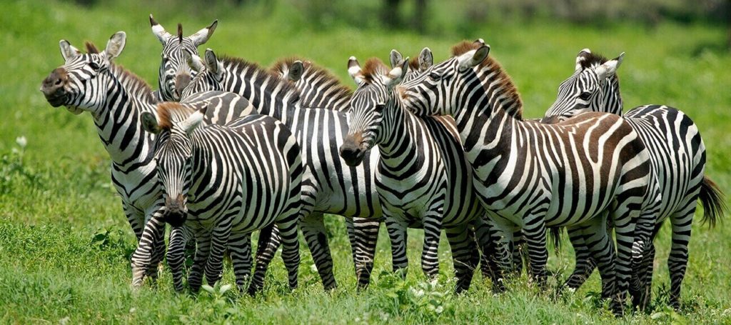 lake-mburo-zebra