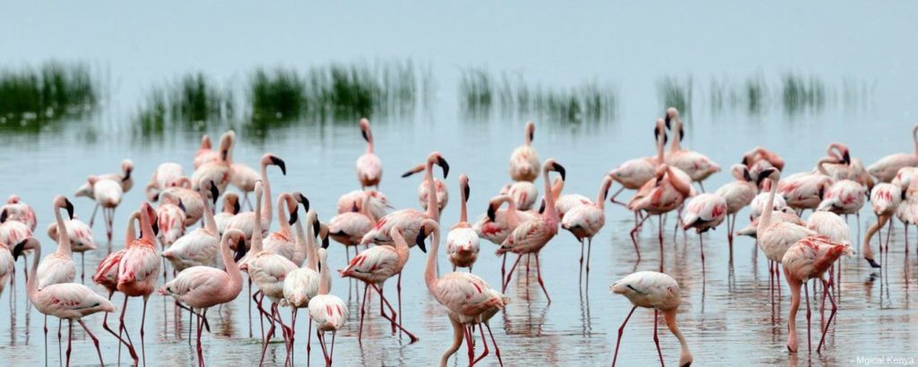lake-nakuru-park