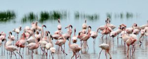 lake-nakuru-park