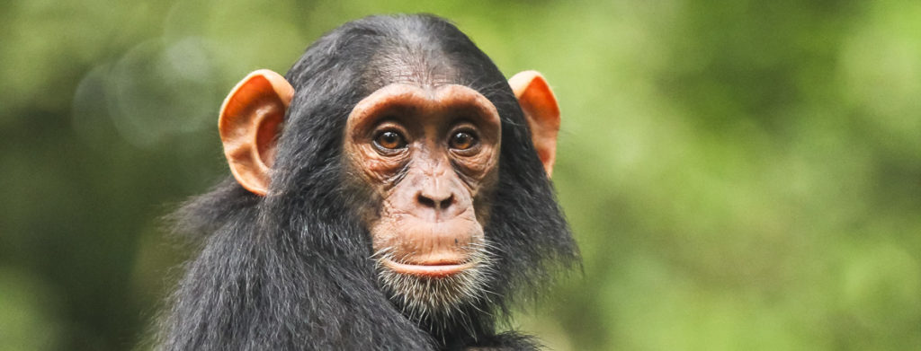 ngamba-chimp