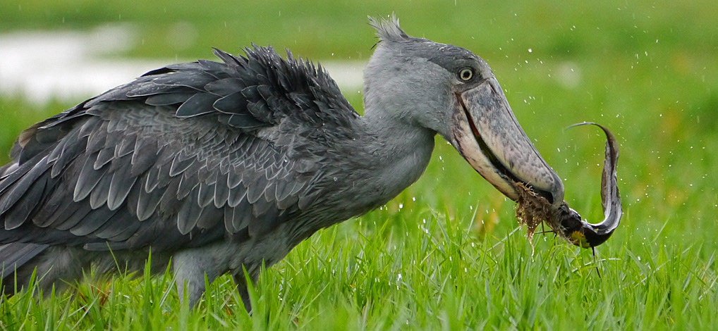 shoebill-stork-uganda