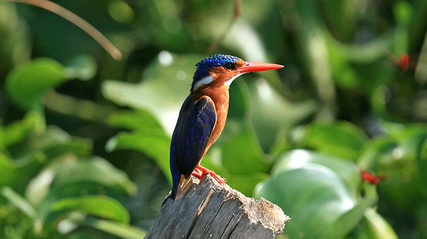 Birding safari features visits to mabamba, Murchison falls, Kibale, Bigodi & Bwindi forest