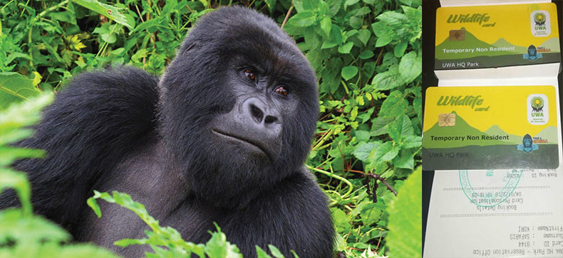 book-gorilla-permits