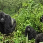 Top 5 Exciting Activities To Do On Safari In Bwindi Forest