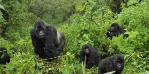 bwindi3