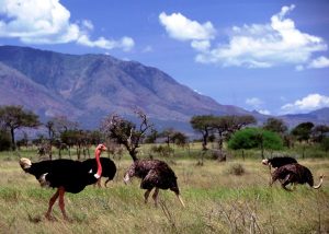 Kidepo-Valley-National-Park