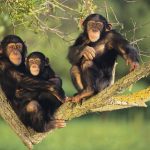 Interesting Facts about Kibale Forest National Park