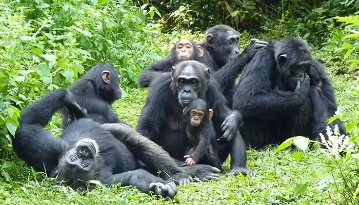 Kibale Forest National Park Uganda Safari, Chimpanzee trekking , Primate Tours in Uganda 